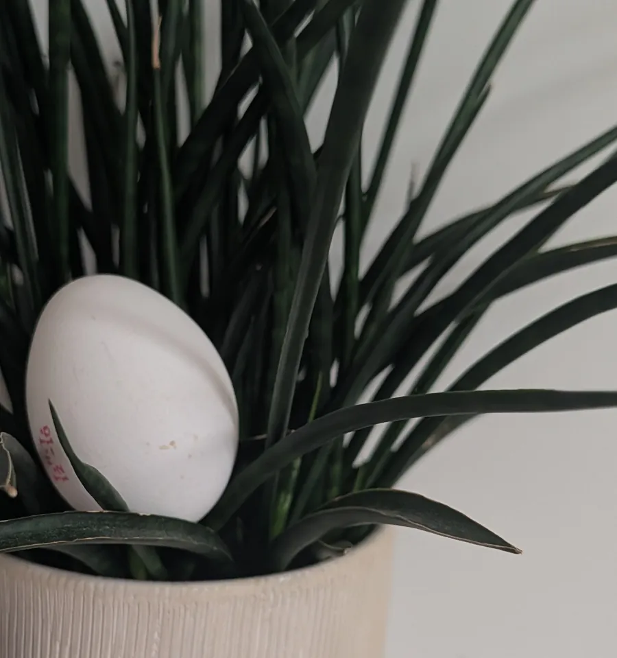 Wit Wubbeloqtje tussen de bladeren van een kamerplant in een crèmekleurige pot